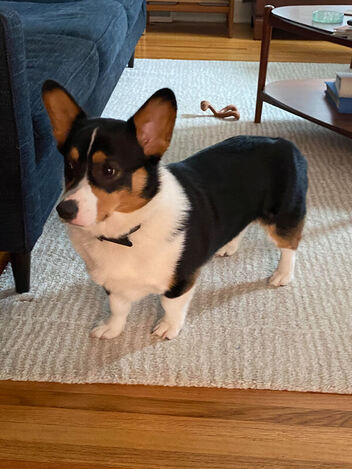We'll see who's the bravest': Eight corgis to race in Bills' Corgi